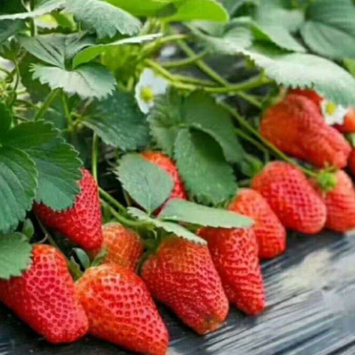 杭州草莓园